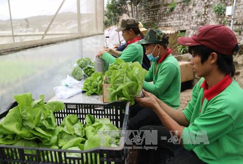 Rau sạch Hà Nội “hút” khách dịp Tết ảnh 1